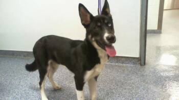 SCHNUCKI -  Siberian Husky and Mixed Breed Dog for Adoption in Charlotte, North Carolina - SCHNUCKI | PetCurious