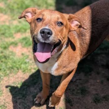 Mixed Breed and None Dogs Available for Adoption in Brownsboro, Alabama - Luigi | PetCurious