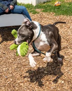 Mixed Breed Dogs Available for Adoption in Chamblee, Georgia - Cornerstone | PetCurious