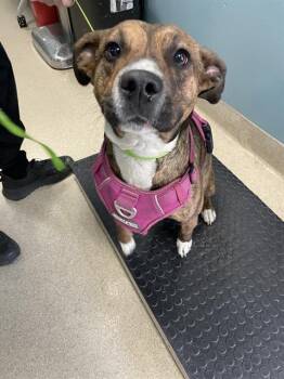 Mixed Breed Dogs Available for Adoption - CLAIRE | PetCurious