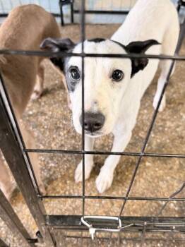 Ezra -  Mixed Breed Dog for Adoption in Mobile, Alabama - Ezra | PetCurious