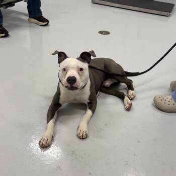Pit Bull Terrier Dogs Available for Adoption in Bourbonnais, Illinois - Chad | PetCurious