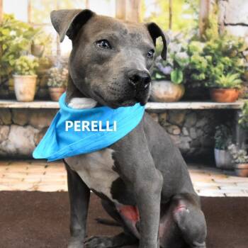 Harley -  Pit Bull Terrier Dog for Adoption in Yuma, Arizona - Harley | PetCurious