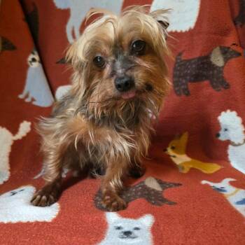 Crooked -  Yorkshire Terrier Dog for Adoption in Jackson, Missouri - Crooked | PetCurious