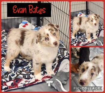 Australian Shepherd Dogs Available for Adoption - Evan Bates | PetCurious