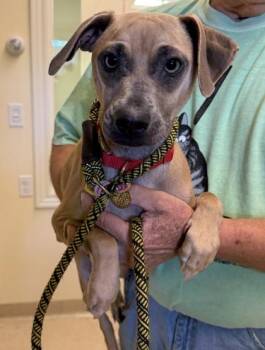 Tristan -  Mixed Breed Dog for Adoption in Harbor Springs, Michigan - Tristan | PetCurious