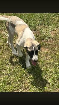 Great Pyrenees and Saint Bernard Dogs Available for Adoption - Ranger | PetCurious