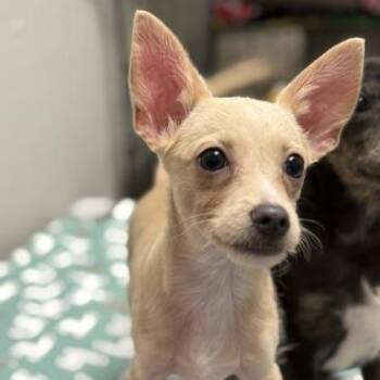 Chevy -  Chihuahua Dog for Adoption in Worcester, Massachusetts - Chevy | PetCurious