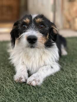 Gypsy -  Australian Shepherd and Poodle Dog for Adoption in Orange, California - Gypsy | PetCurious