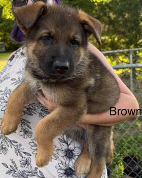 Brown (Millie pup) -  German Shepherd Dog Dog for Adoption in Mt. Juliet, Tennessee - Brown (Millie Pup) | PetCurious