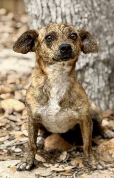 Brandy -  Chihuahua Dog for Adoption in Hondo, Texas - Brandy | PetCurious