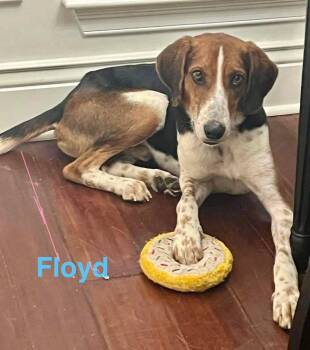 FLOYD -  Treeing Walker Coonhound and American Foxhound Dog for Adoption in Madisonville, Louisiana - FLOYD | PetCurious