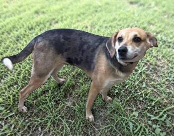 Hound Dogs Available for Adoption in Sullivan, Indiana - Indy | PetCurious