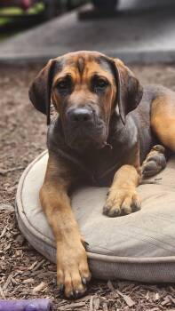 Rowan -  Mastiff Dog for Adoption in Sunnyvale, California - Rowan | PetCurious
