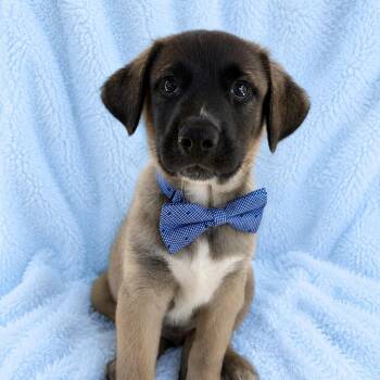 German Shepherd Dog and Terrier Dogs Available for Adoption in Poway, California - Bobby Ray | PetCurious