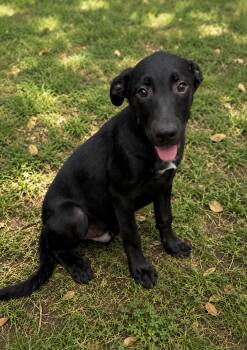 Ranger -  Labrador Retriever Dog for Adoption in Alexander City, Alabama - Ranger | PetCurious