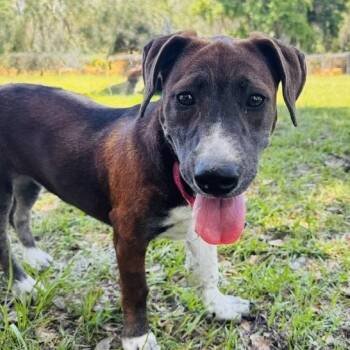 Lauren Bacall -  Mixed Breed Dog for Adoption in Williston, Florida - Lauren Bacall | PetCurious