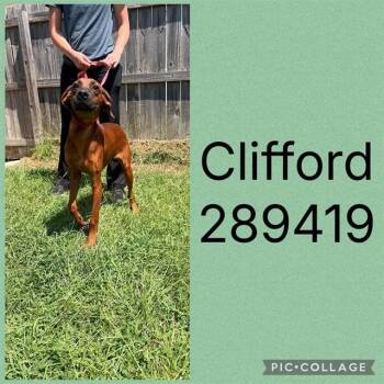 CLIFFORD -  Redbone Coonhound Dog for Adoption in Macon, Georgia - CLIFFORD | PetCurious