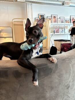 Mixed Breed Dogs Available for Adoption in New York, New York - Kelsey | PetCurious