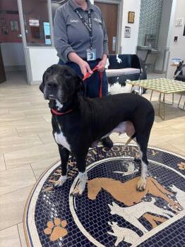 Great Dane Dogs Available for Adoption - Nyla 2 | PetCurious