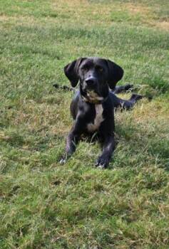 Jag -  Labrador Retriever and Hound Dog for Adoption in Mckinney, Texas - Jag | PetCurious