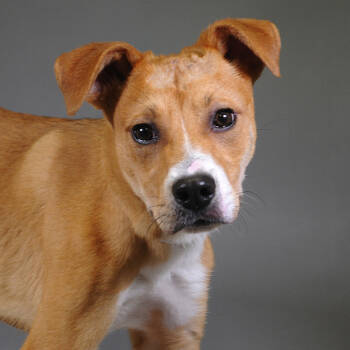 Rescue Labrador Retriever Dogs for Adoption in Houston, Texas - Hugo | PetCurious