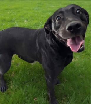 Black Labrador Retriever Dogs Available for Adoption - Cheyenne - At Shelter | PetCurious