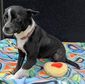 Terrier Dogs Available for Adoption - Patsy | PetCurious