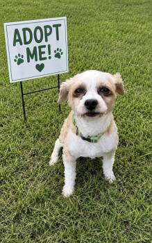 Shih Tzu and Terrier Dogs Available for Adoption in Euless, Texas - Pippin | PetCurious
