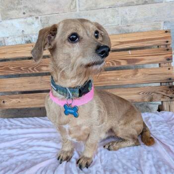 Scooby Doo -  Cairn Terrier and Dachshund Dog for Adoption in St. Augustine, Florida - Scooby Doo | PetCurious