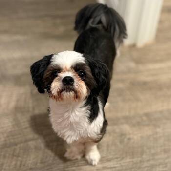 Cameo -  Shih Tzu Dog for Adoption in Daphne, Alabama - Cameo | PetCurious