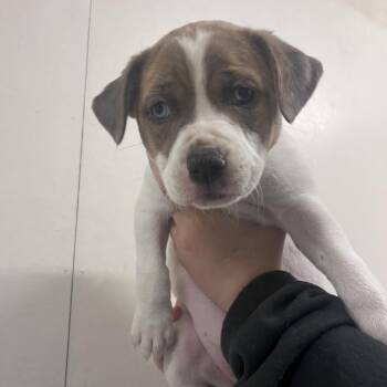 Sheri -  Pit Bull Terrier and Mixed Breed Dog for Adoption in Belfair, Washington - Sheri | PetCurious