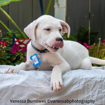 Tide -  Labrador Retriever Dog for Adoption in Wake Forest, North Carolina - Tide | PetCurious