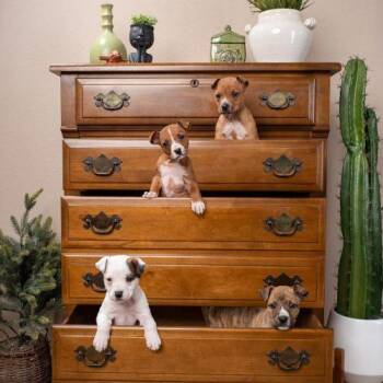 Mixed Breed Dogs Available for Adoption - Rumi | PetCurious