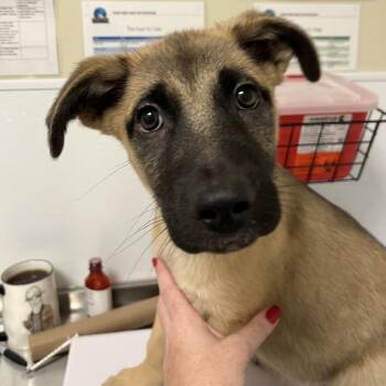 Mixed Breed Dogs Available for Adoption in Tulsa, Oklahoma - Kane | PetCurious