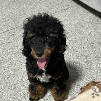 Romeo 14 lbs -  Miniature Poodle Dog for Adoption in Antwerp, Ohio - Romeo 14 Lbs | PetCurious