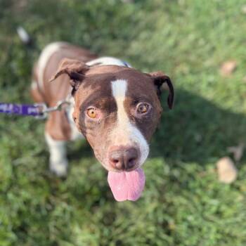 Chloe -  American Bulldog and Pit Bull Terrier Dog for Adoption in East St. Louis, Illinois - Chloe | PetCurious
