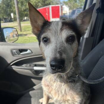 Paula -  Australian Cattle Dog Blue Heeler Dog for Adoption in Emporia, Kansas - Paula | PetCurious