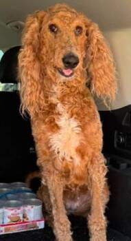 Hazel Doodle -  Labradoodle Dog for Adoption in Dallas, Texas - Hazel Doodle | PetCurious