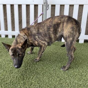 A614078 -  Dutch Shepherd and Mixed Breed Dog for Adoption in Modesto, California - A614078 | PetCurious
