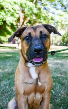 Ghost -  Pit Bull Terrier and German Shepherd Dog Dog for Adoption in Yakima, Washington - Ghost | PetCurious