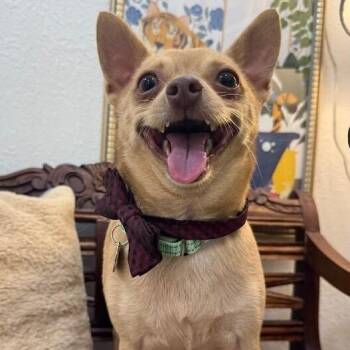 Michelin Man -  Chihuahua Dog for Adoption in Friendswood, Texas - Michelin Man | PetCurious
