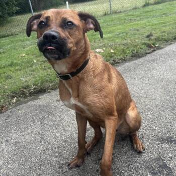 Daisy -  Boxer and Mixed Breed Dog for Adoption in Waynesburg, Pennsylvania - Daisy | PetCurious