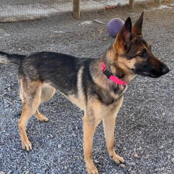 German Shepherd Dog Dogs Available for Adoption - Raven (26-035) | PetCurious