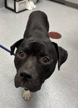 TONKA -  Pit Bull Terrier Dog for Adoption in Indianapolis, Indiana - TONKA | PetCurious