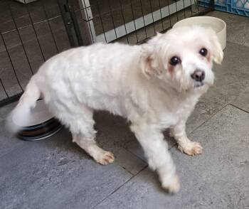 Dorothy -  Maltipoo Dog for Adoption in Centerville, Georgia - Dorothy | PetCurious