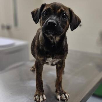 Boxer and Terrier Dogs Available for Adoption in Charlottesville, Virginia - Sadie | PetCurious