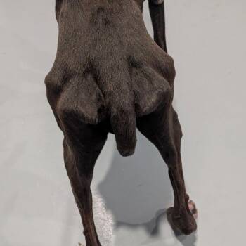 Rainy -  Great Dane Dog for Adoption in Chanute, Kansas - Rainy | PetCurious