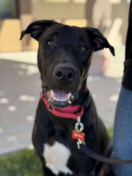 Rescue American Staffordshire Terrier Dogs for Adoption in Anza, California - Boomer | PetCurious
