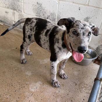 Tapioca -  Pit Bull Terrier and Mixed Breed Dog for Adoption in Edinburg, Texas - Tapioca | PetCurious